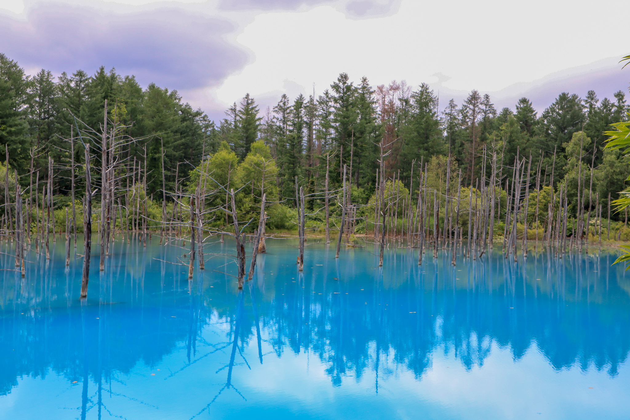 美瑛の青い池 夏は鮮やかなライトブルーの 青い 池 北海道のおでかけ記録 食べ歩き日記